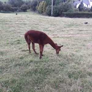 Meet your Posher, Judy